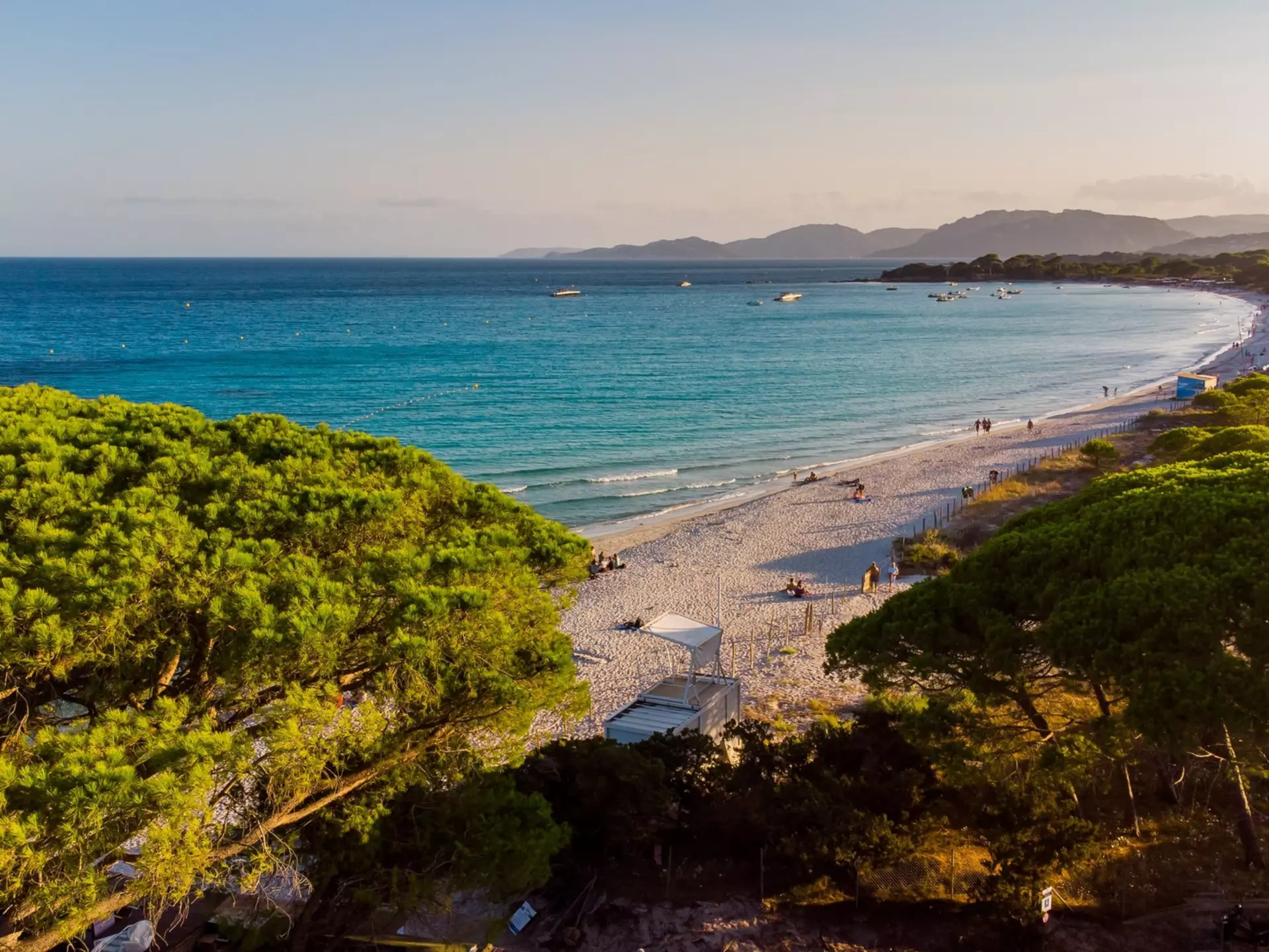 Aerial view of Palombaggia Beach in the South of Corsica, France - Famous pine tree forest on the island of Corsica, near the turquoise waters of the Mediterranean Sea.