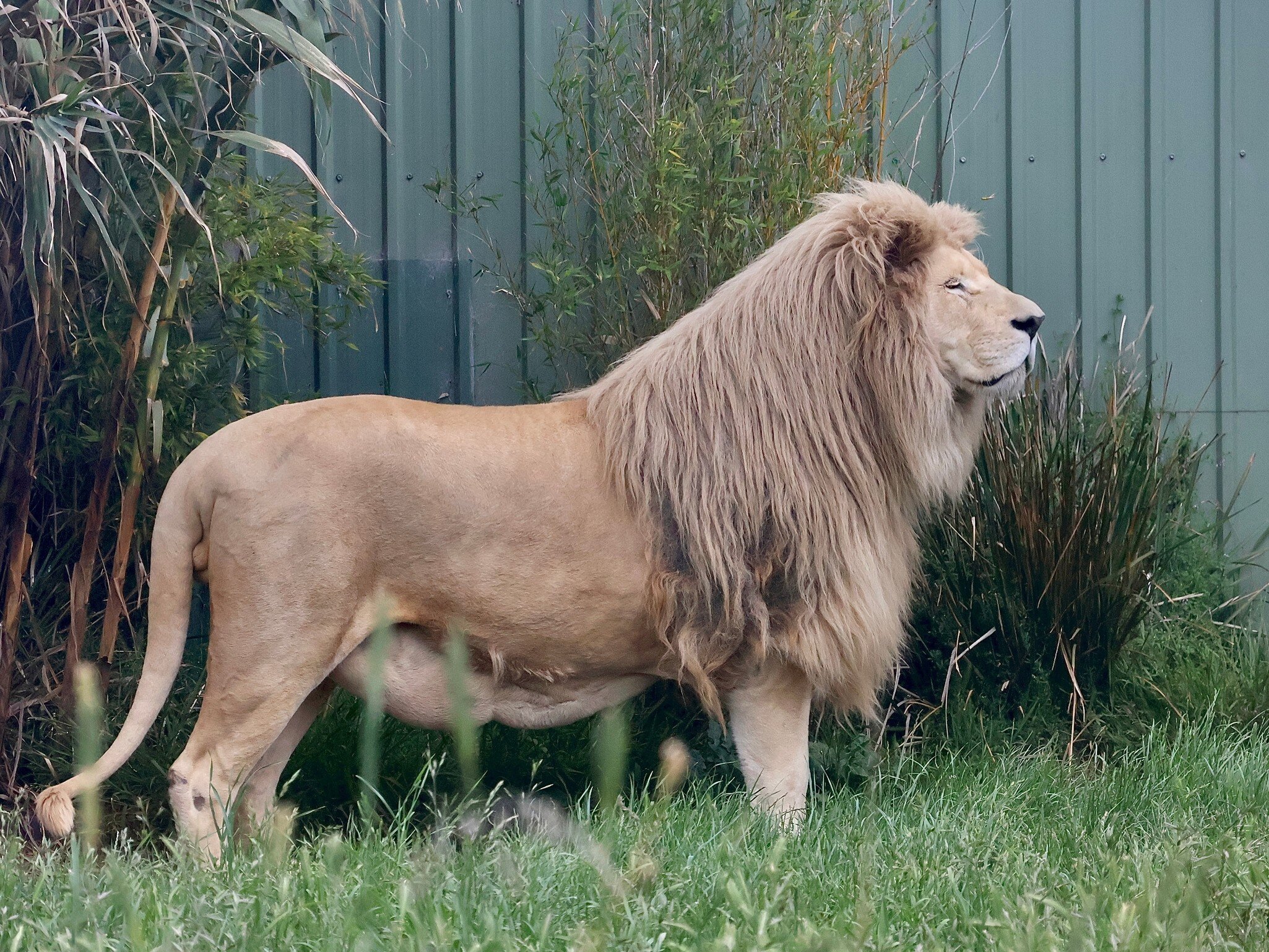 A White Lion at the Hobart Zoo and Aquarium. Hobart, Tasmania, Australia.