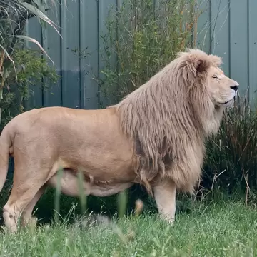 A White Lion at the Hobart Zoo and Aquarium. Hobart, Tasmania, Australia.