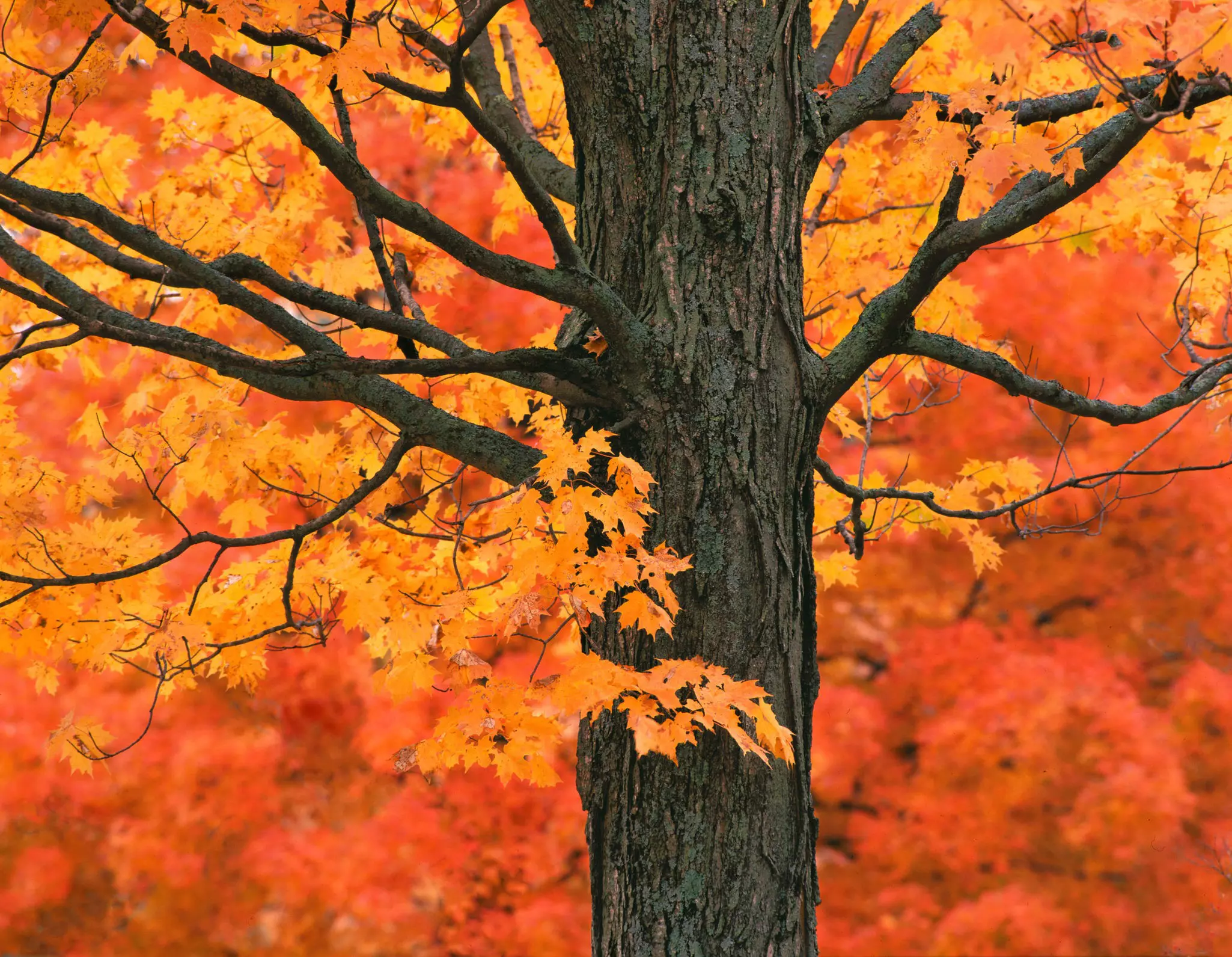 New England Autumn Trees © Michael Warwick / Shutterstock
