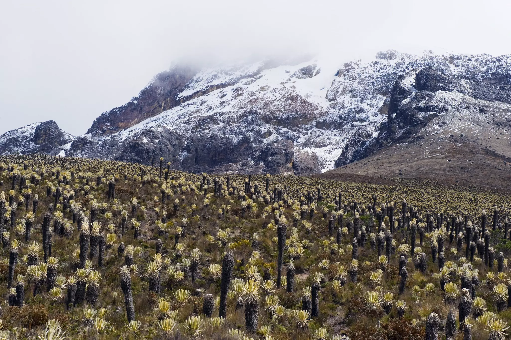 Spiky frailejone plants make stretches of the hike to Nevado del Tolima very slow going © Christian Kober / Getty Images