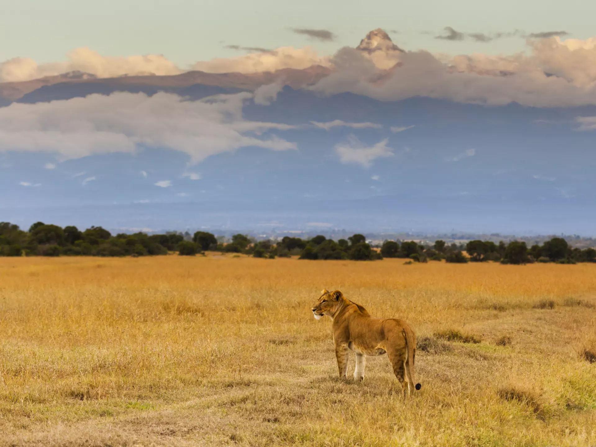 A lioness with Mt Kenya rising in the background