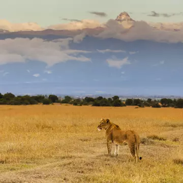 A lioness with Mt Kenya rising in the background