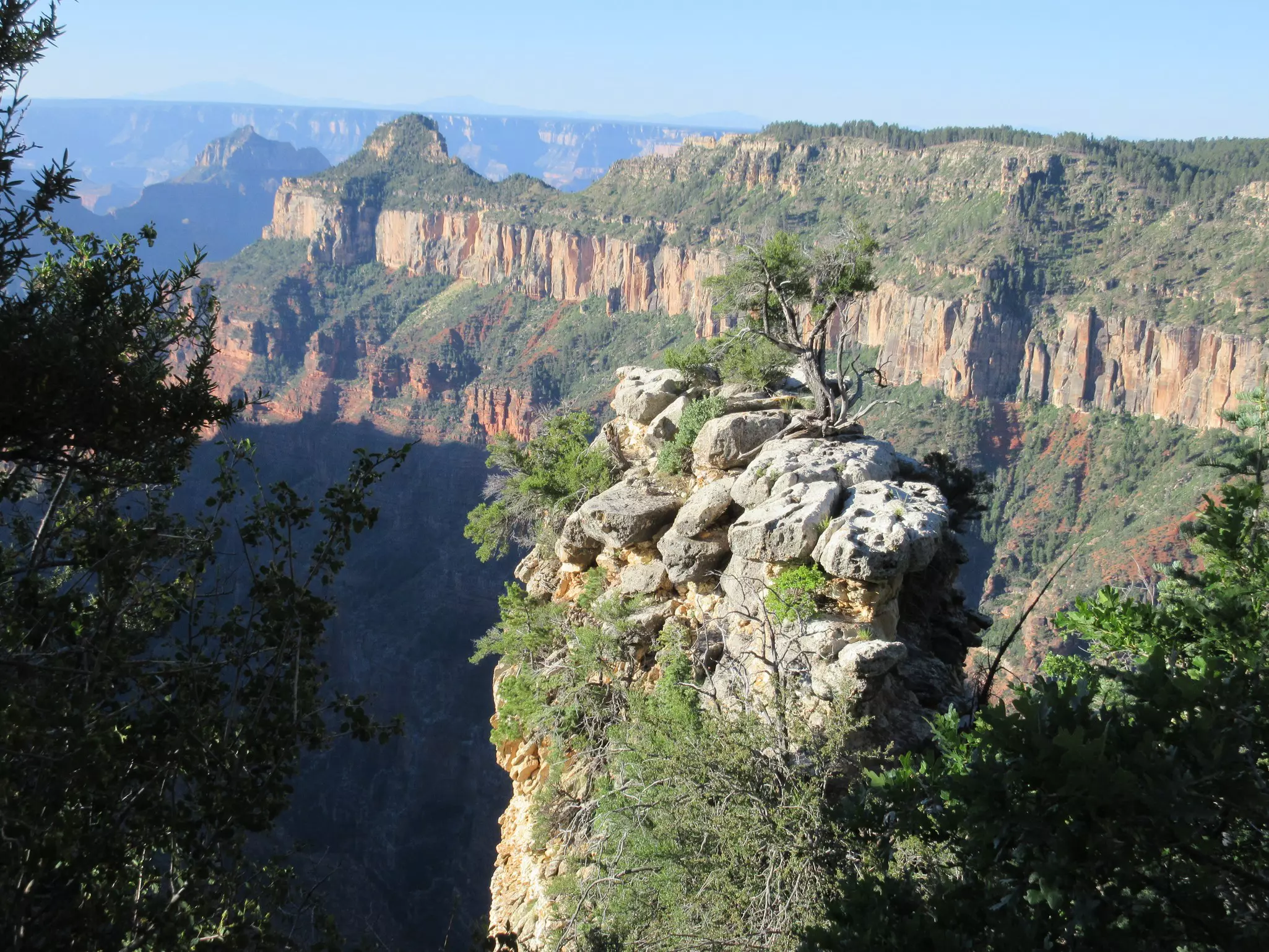 Wide shot of tree-topped canyon walls from the Widforss Trail in Grand Canyon National Park.