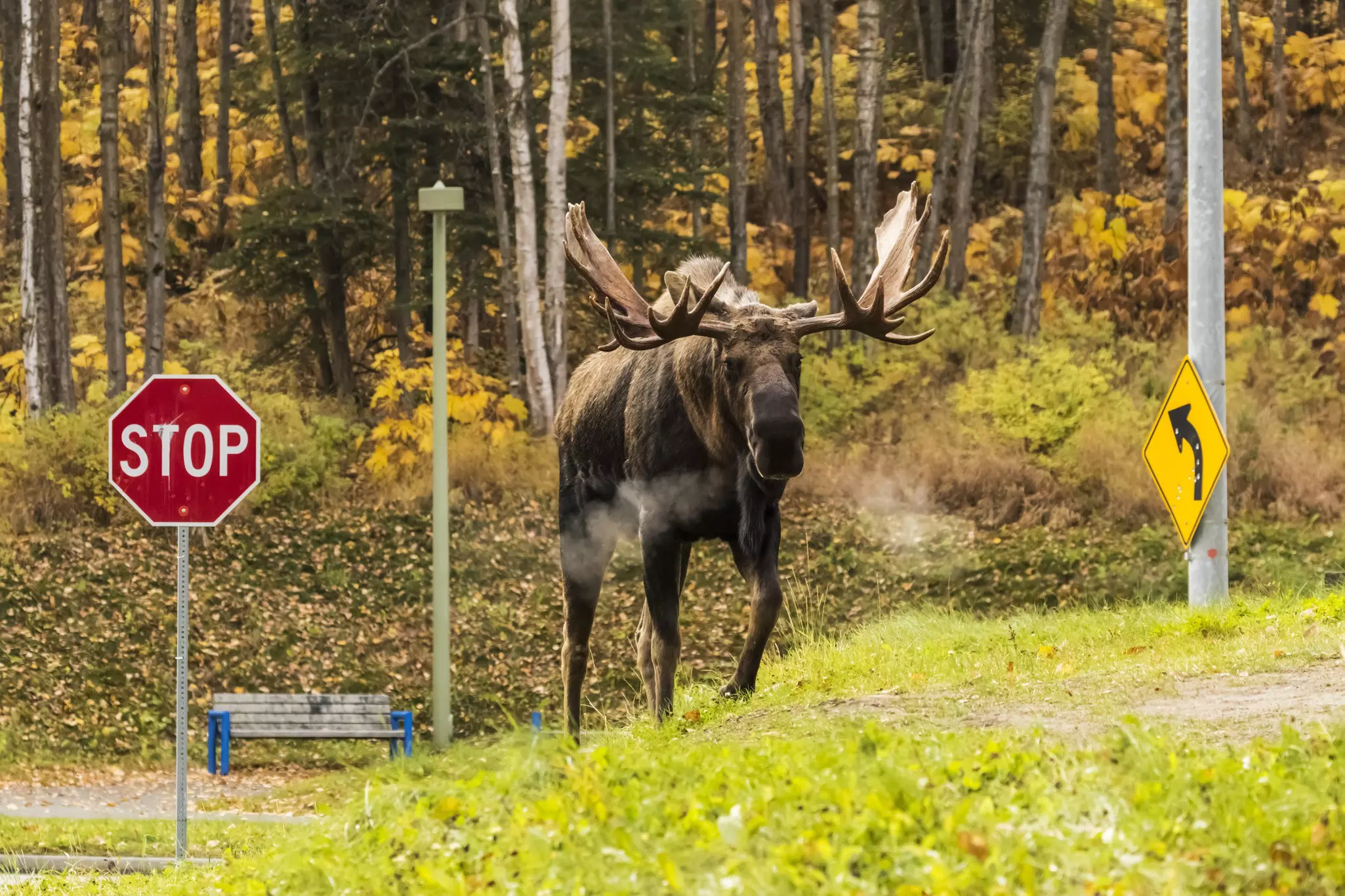 A moose crossing a road near Anchorage, Alaska.