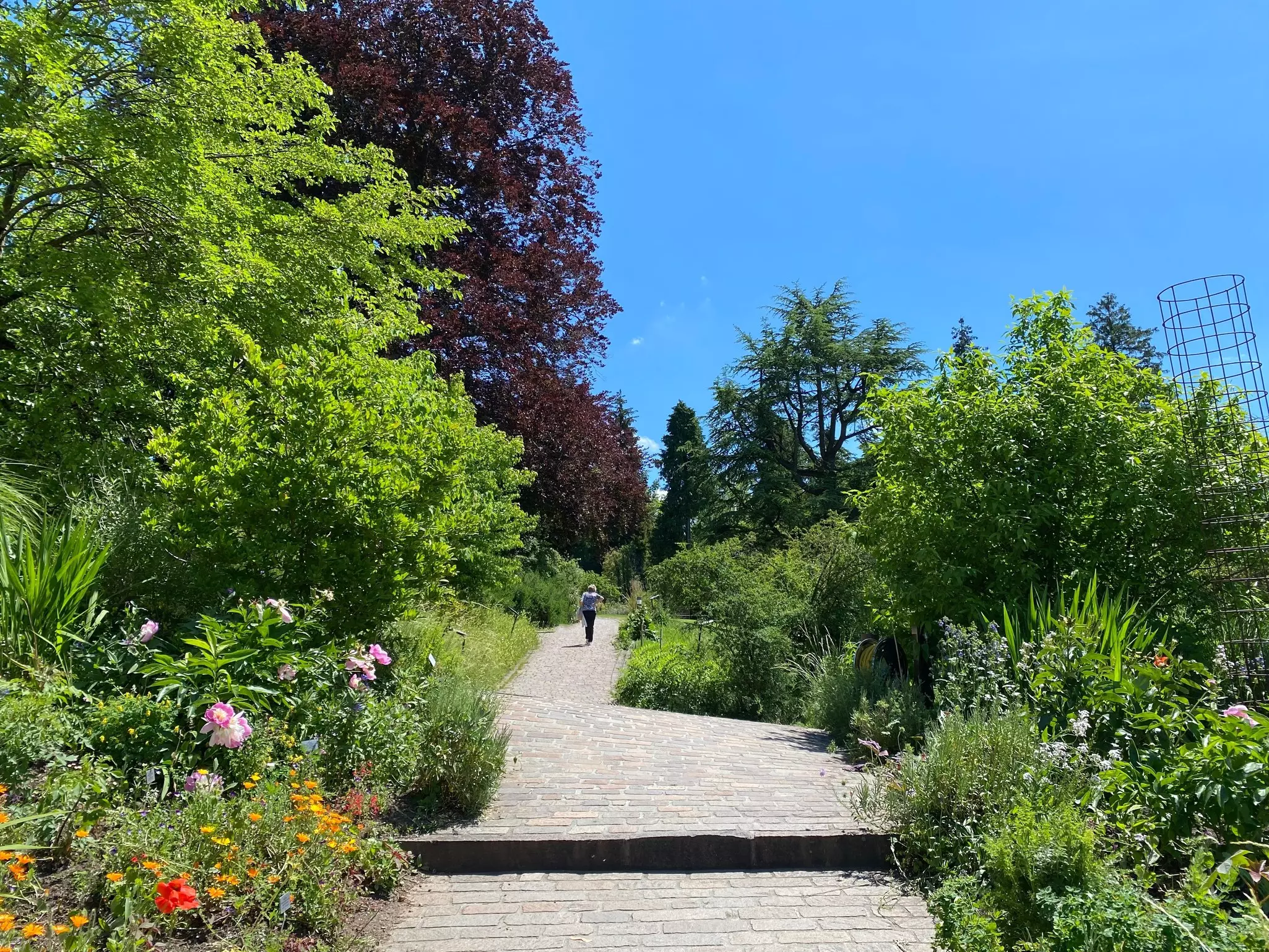 Zürich's Botanical Gardens are free to visit © Mario Krpan / Shutterstock