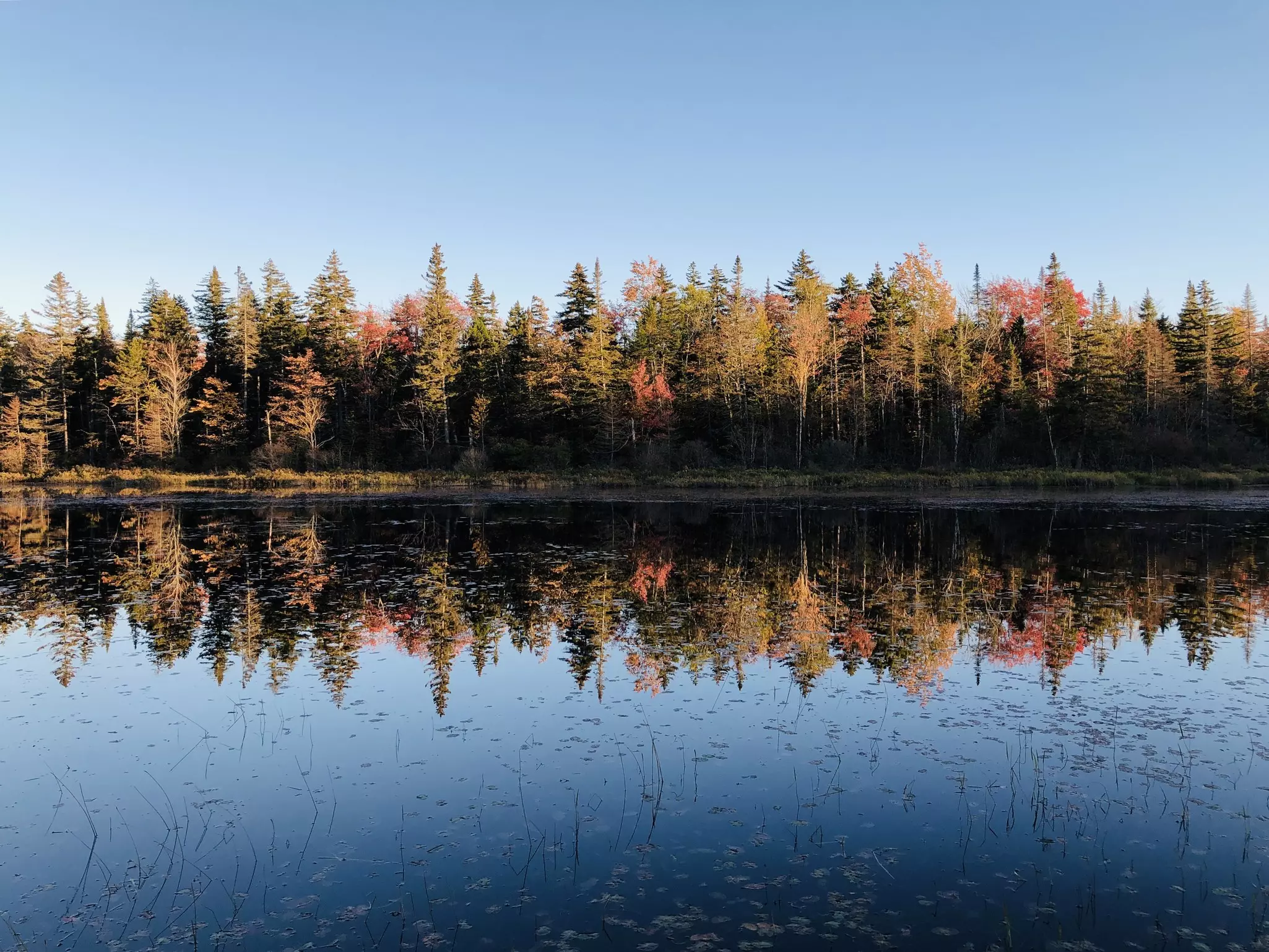 Small pond with Autumn tree reflection in Rangeley, Maine USA