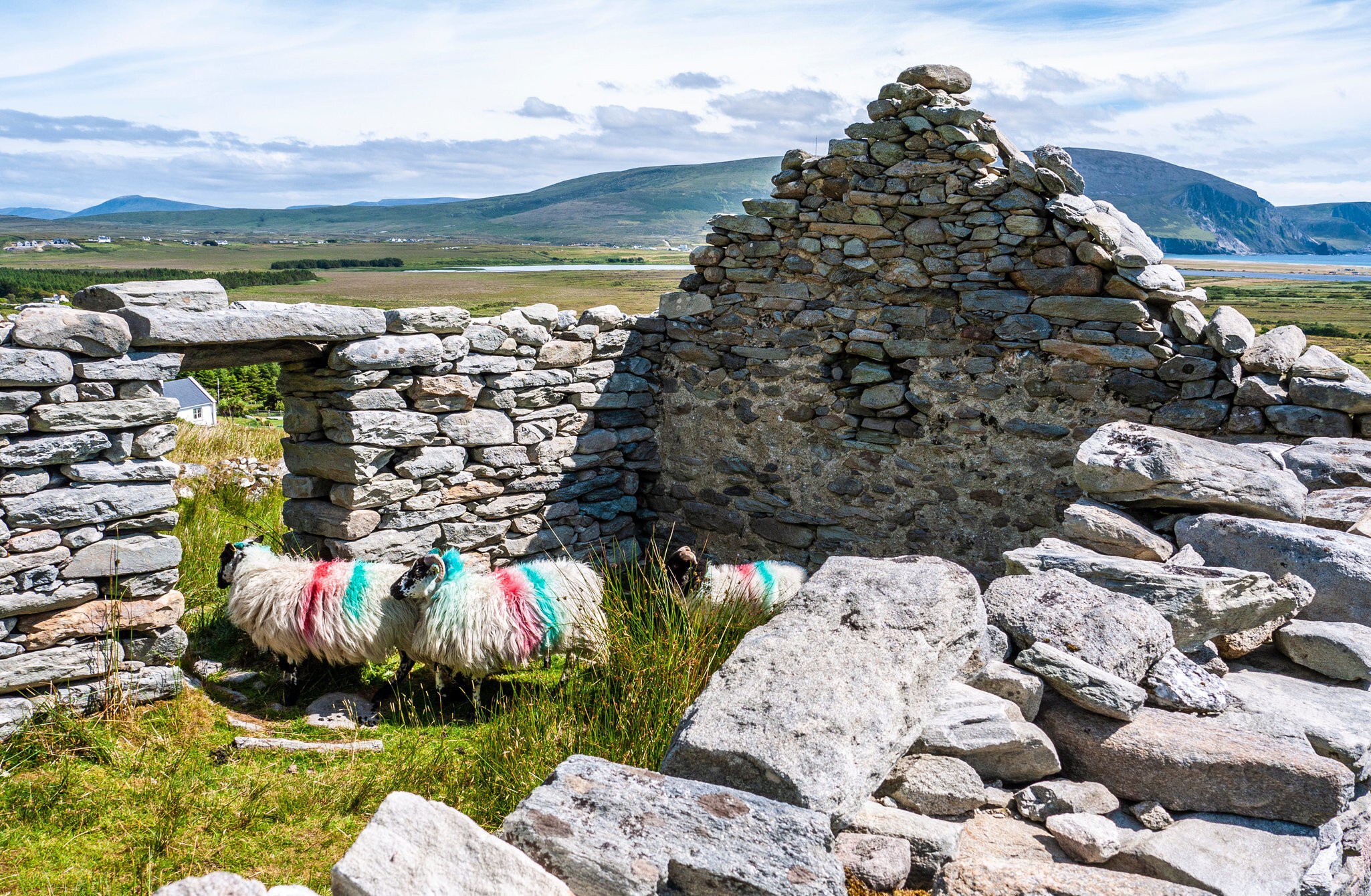 Sheep inside an abandoned dry stone cottage in the deserted village of Slievemore on Achill Island.
1140421970
abandoned, abandoned village, achill, achill island, ancient, arch, architecture, beautiful, building, cliffs, cottage, county mayo, deserted, deserted village, dilapidated, drystone, eire, empty, europe, ghost town, grey, grunge, high contrast, history, home, ireland, irish, island, landmark, landscape, mayo, old, outdoor, remains, ruin, rustic, slievemore, stone, stone wall, summer, texture, traditional, view, village, wild atlantic way, window