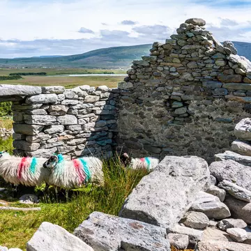 Sheep inside an abandoned dry stone cottage in the deserted village of Slievemore on Achill Island.
1140421970
abandoned, abandoned village, achill, achill island, ancient, arch, architecture, beautiful, building, cliffs, cottage, county mayo, deserted, deserted village, dilapidated, drystone, eire, empty, europe, ghost town, grey, grunge, high contrast, history, home, ireland, irish, island, landmark, landscape, mayo, old, outdoor, remains, ruin, rustic, slievemore, stone, stone wall, summer, texture, traditional, view, village, wild atlantic way, window