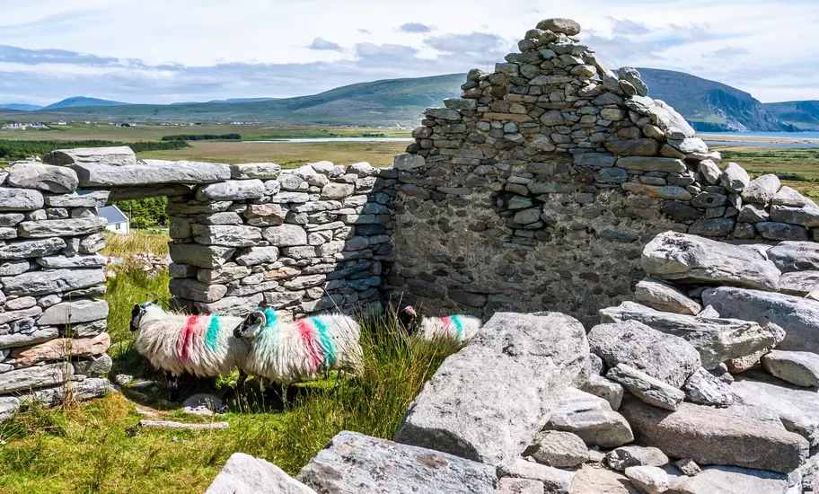 Paint-marked sheep in a roofless dry-stone cottage ruin, with bog, lake and Achill hills behind, County Mayo, Ireland