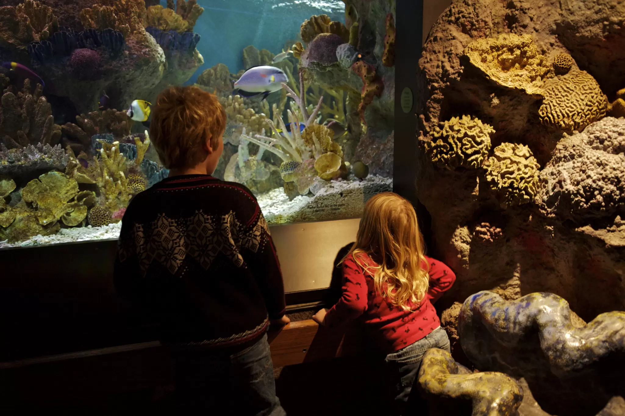 Two young children stare into a tank stocked with tropical fish