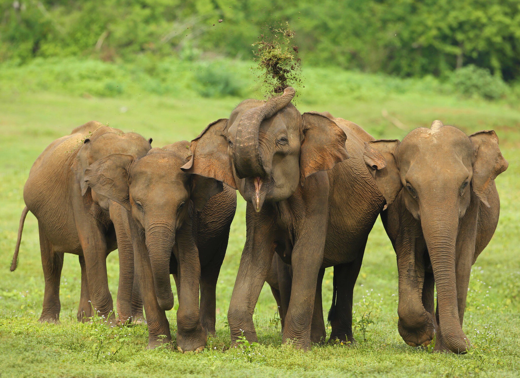 Two elephants on green grass in Sri Lanka; one is lifting its truck over its head.