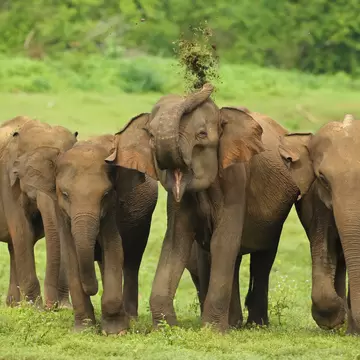 Two elephants on green grass in Sri Lanka; one is lifting its truck over its head.