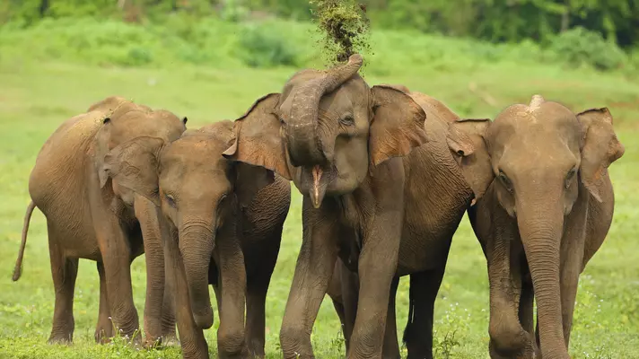 637676462
Animal; Animal Family; Animal Wildlife; Animals In The Wild; Asia; Asian Elephant; Elephant; Family; Herd; Horizontal; Indian Elephant; National Park; Nature; Outdoors; Photography; Safari; Southern Sri Lanka; Sri Lanka; Sri Lankan Elephant; Travel; Travel Destinations; Uda Walawe National Park;
Sri Lankan Elephant herd with one throwing dirt onto its back in Uda Walawe.