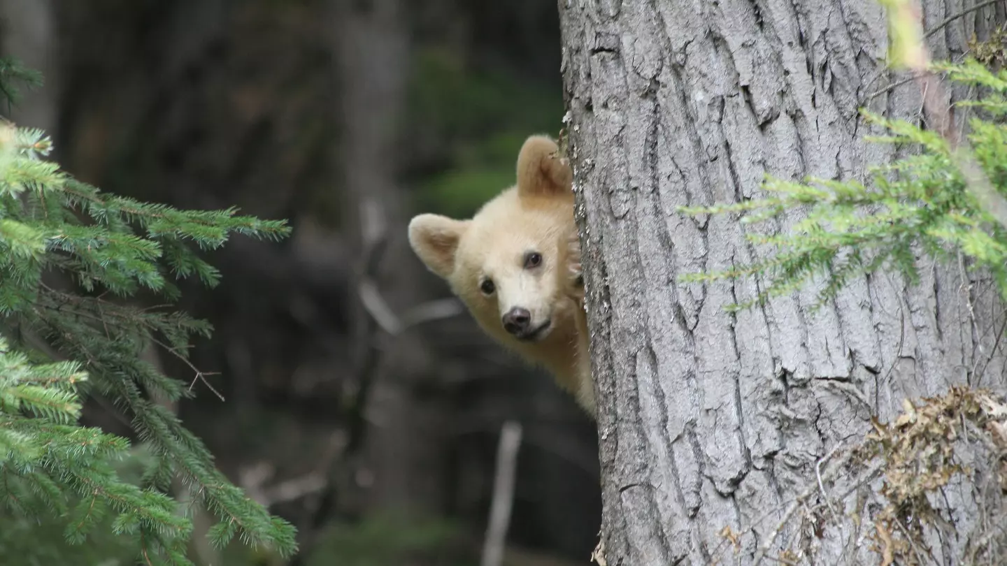 Spirit Bear Cub playing peek a boo from behind a tree