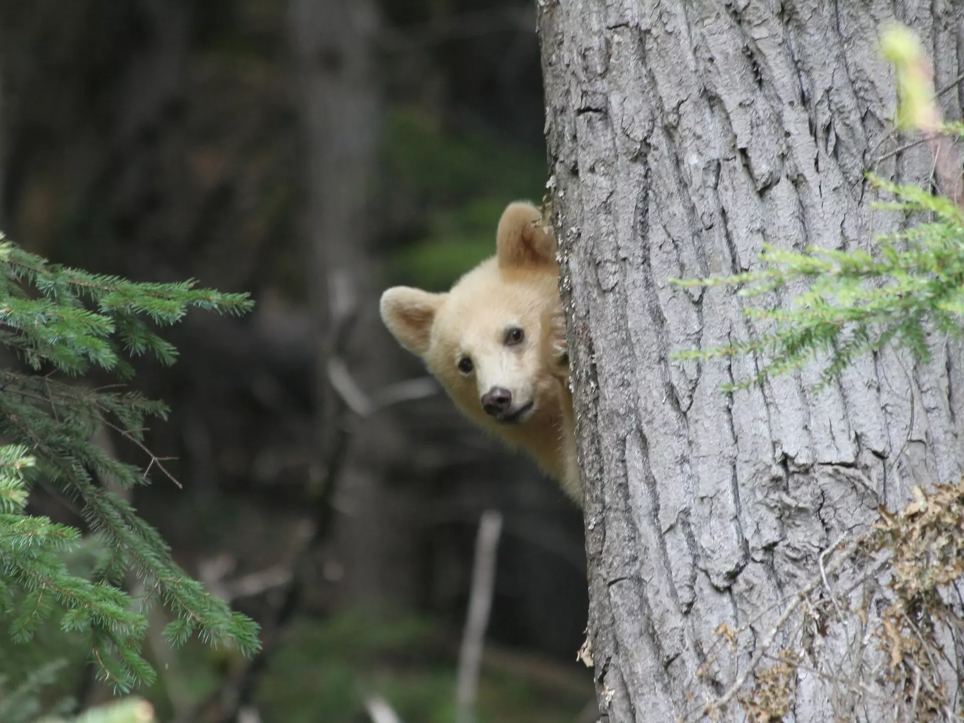Spirit Bear Cub playing peek a boo from behind a tree
