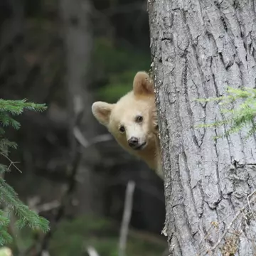 Spirit Bear Cub playing peek a boo from behind a tree