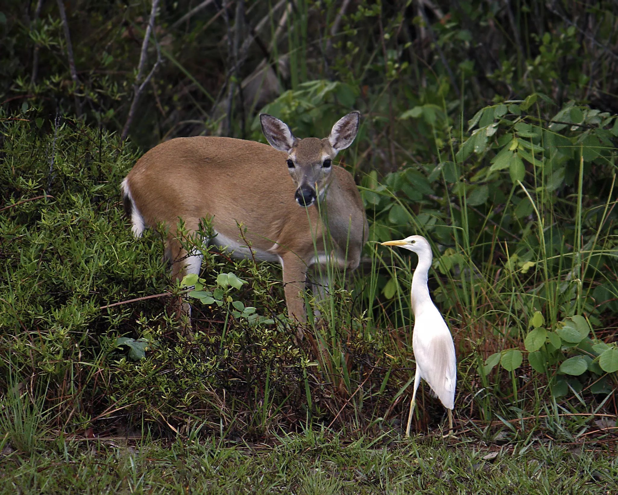A Florida Key Deer and a white crane are just some of the wildlife you can see while camping on Big Pine Key © Getty Images