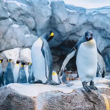 Penguins at the Calgary Zoo in Alberta, Canada.