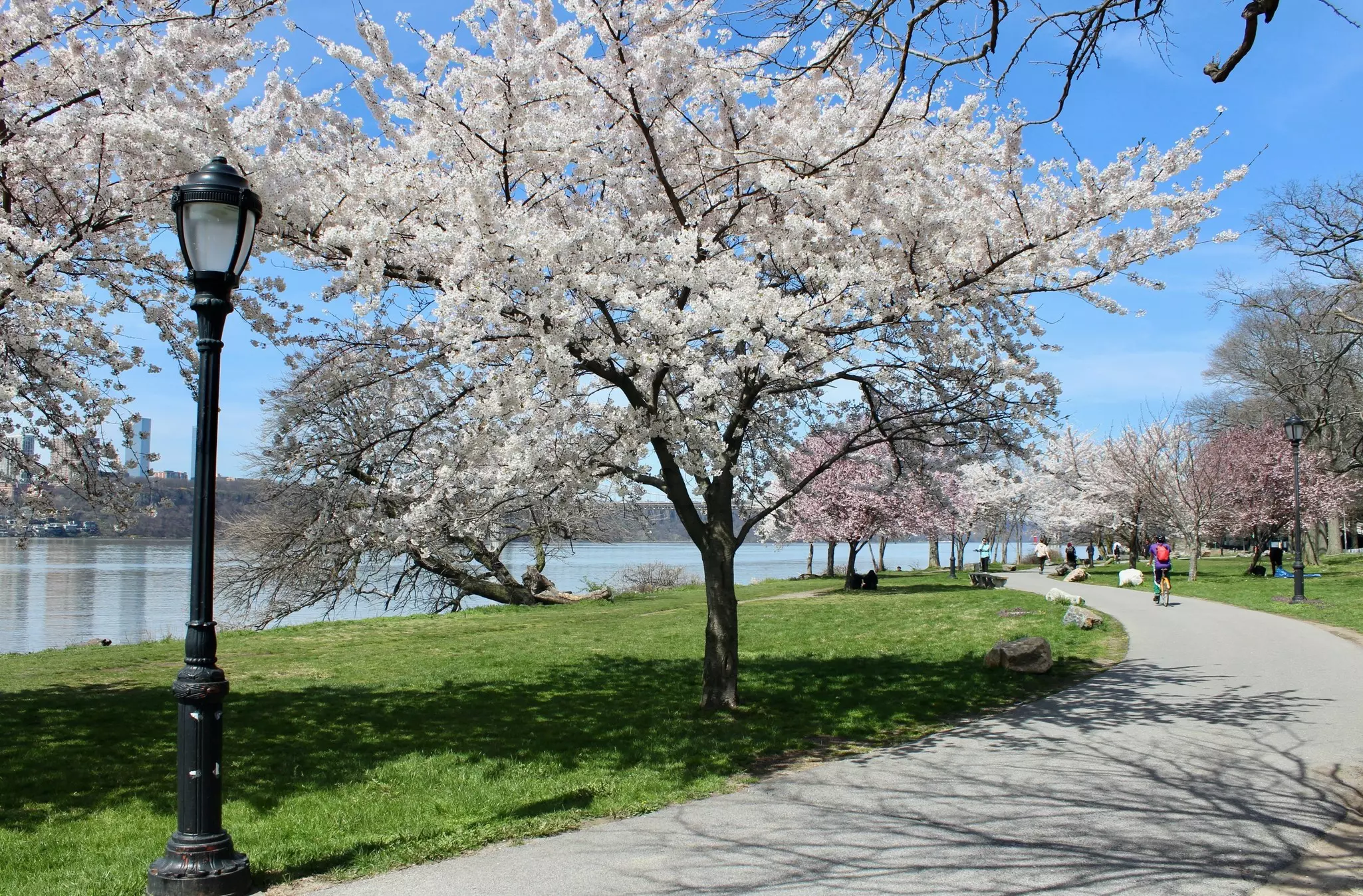 Cherry trees blooming along the Manhattan Waterfront Greenway in Riverside Park, Harlem, New York City, License Type: media, Download Time: 2024-09-01T16:59:08.000Z, User: pinkjozie64, Editorial: false, purchase_order: 56530, job: Global Publishing WIP, client: Experience New York 2, other: Jo-anne Riddell