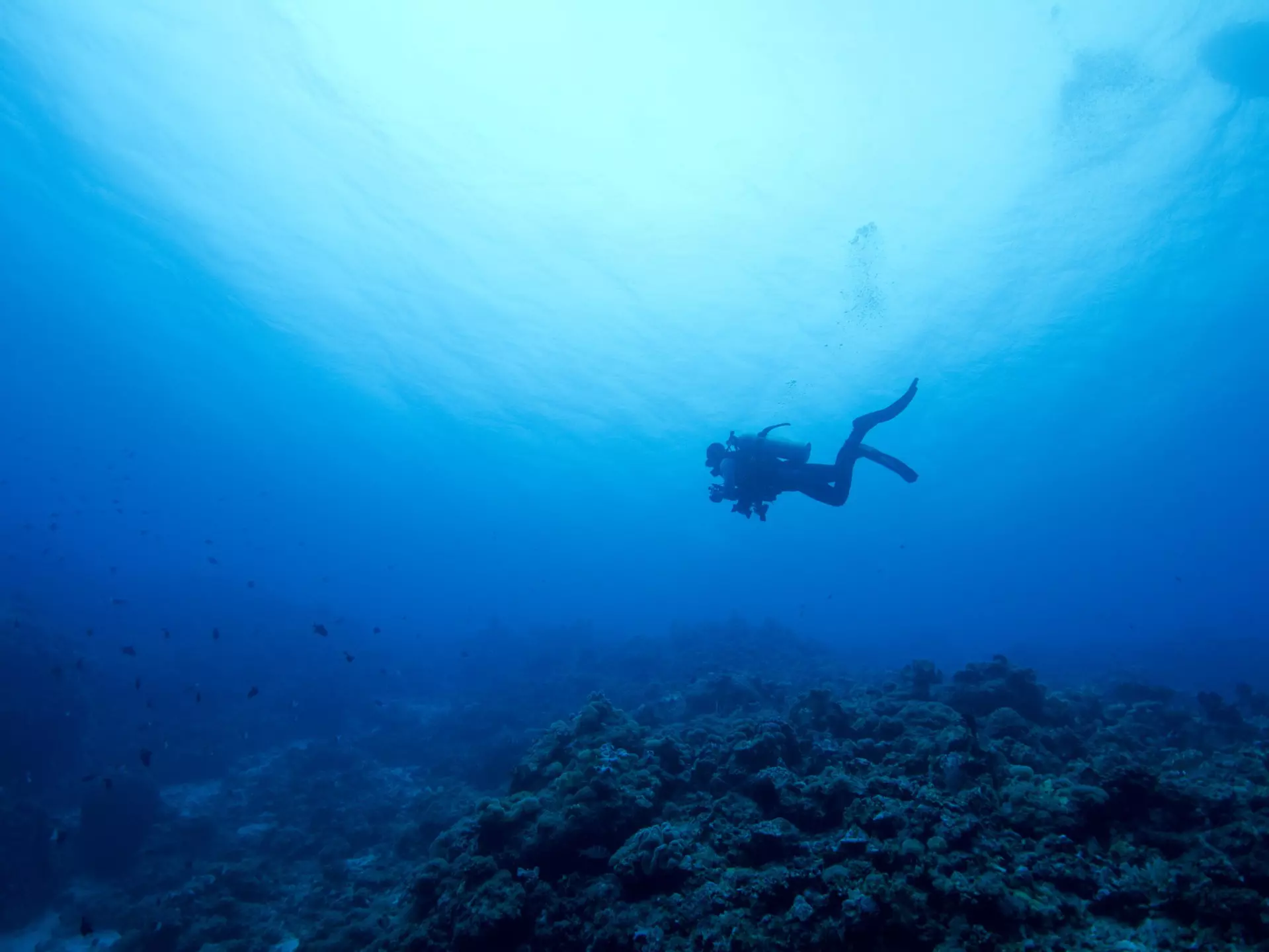 Lonely diver swimming in Layang Layang Island.
153182464