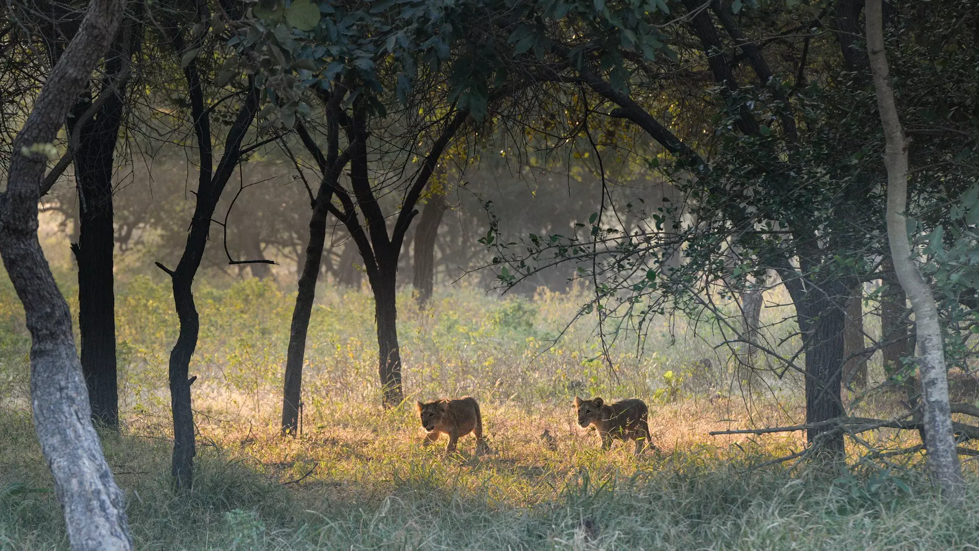 Two small lion cubs walk through long grass under cover of woodland