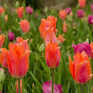 Close-up of orange and pink tulips massed in a garden bed.