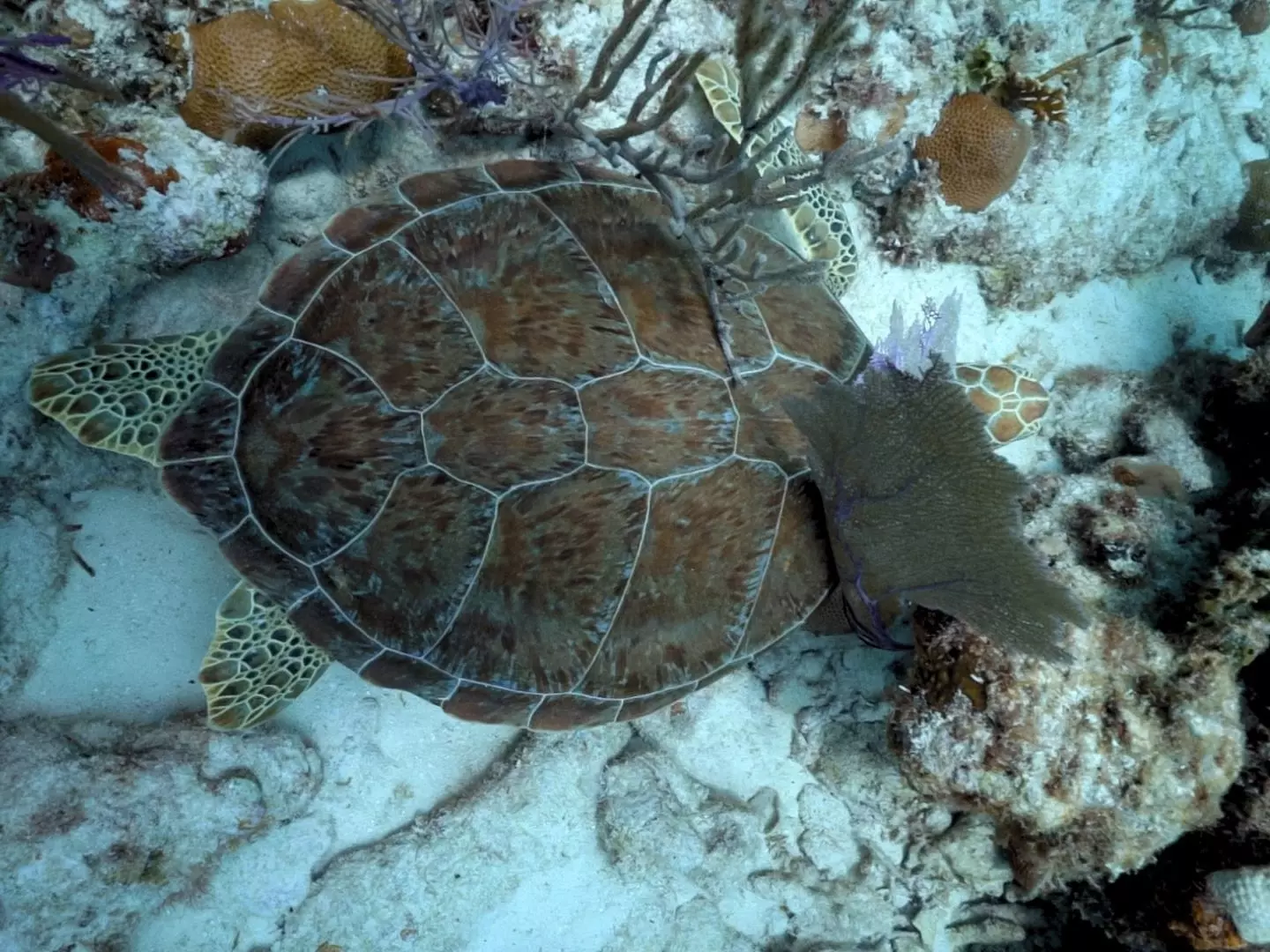 A large sea turtle under the water