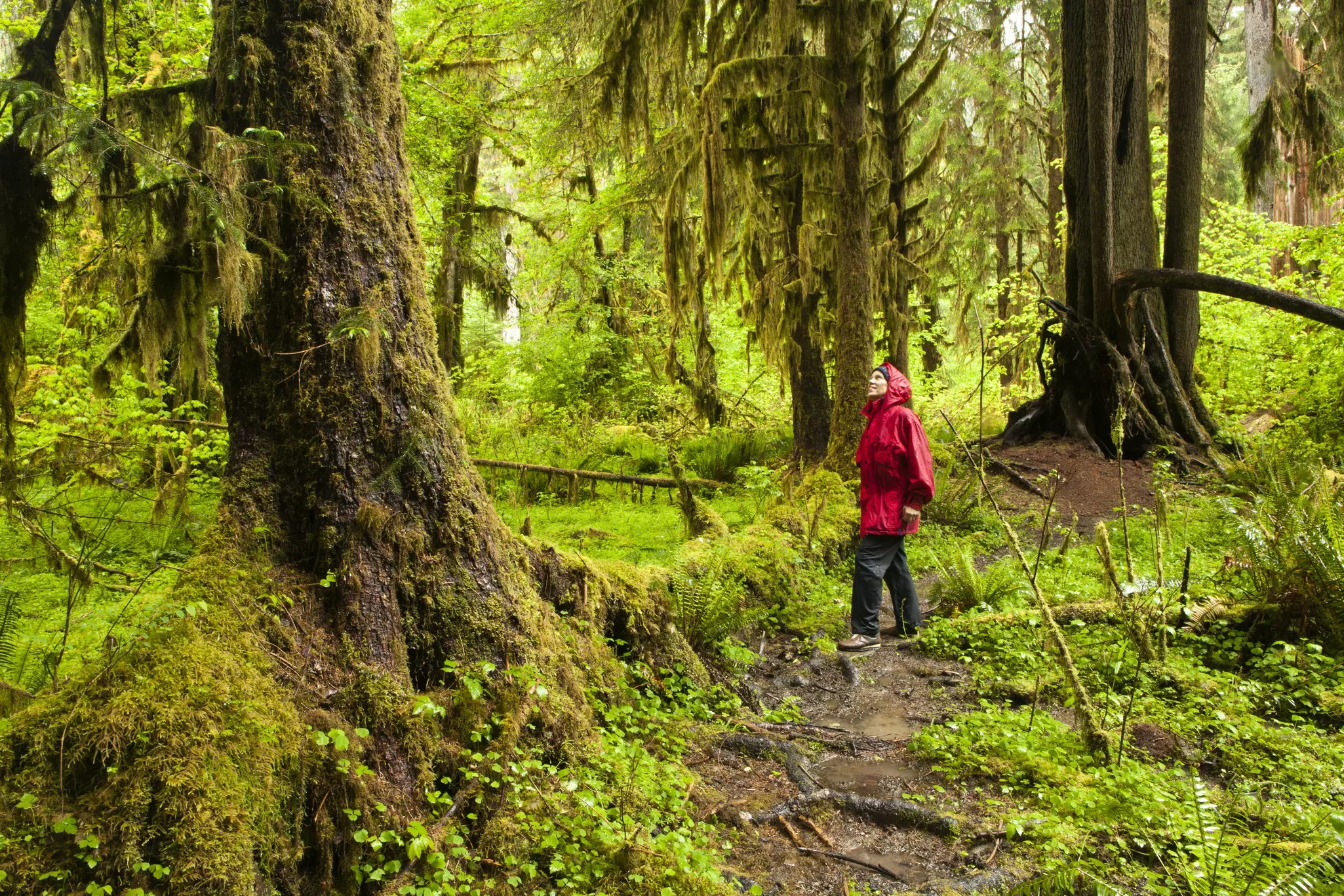 Otherwordly Hoh Rainforest in Olympic National Park is one of the greenest, wettest places on Earth © Michele Westmorland / Getty Images
