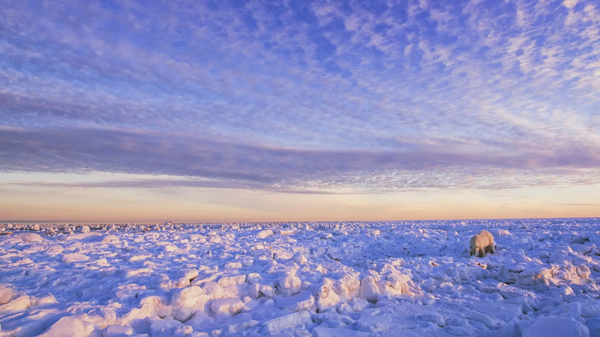 A polar bear in Churchill.