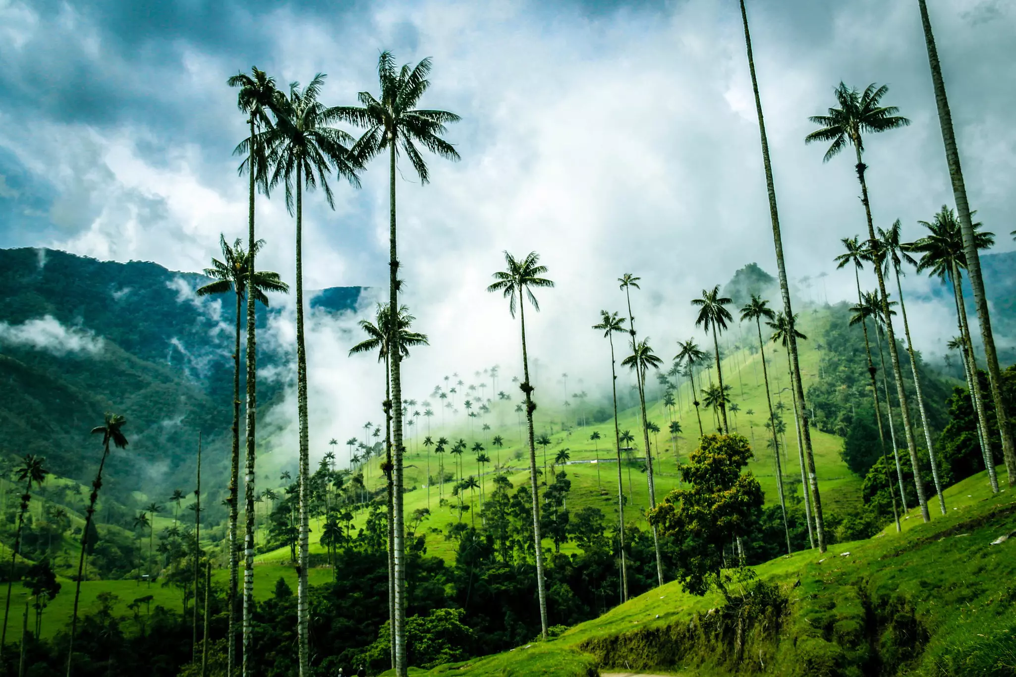 Wind your way through distinctive Quindío wax palms that tower over the Cocora Valley © Aileen Wolf / 500px