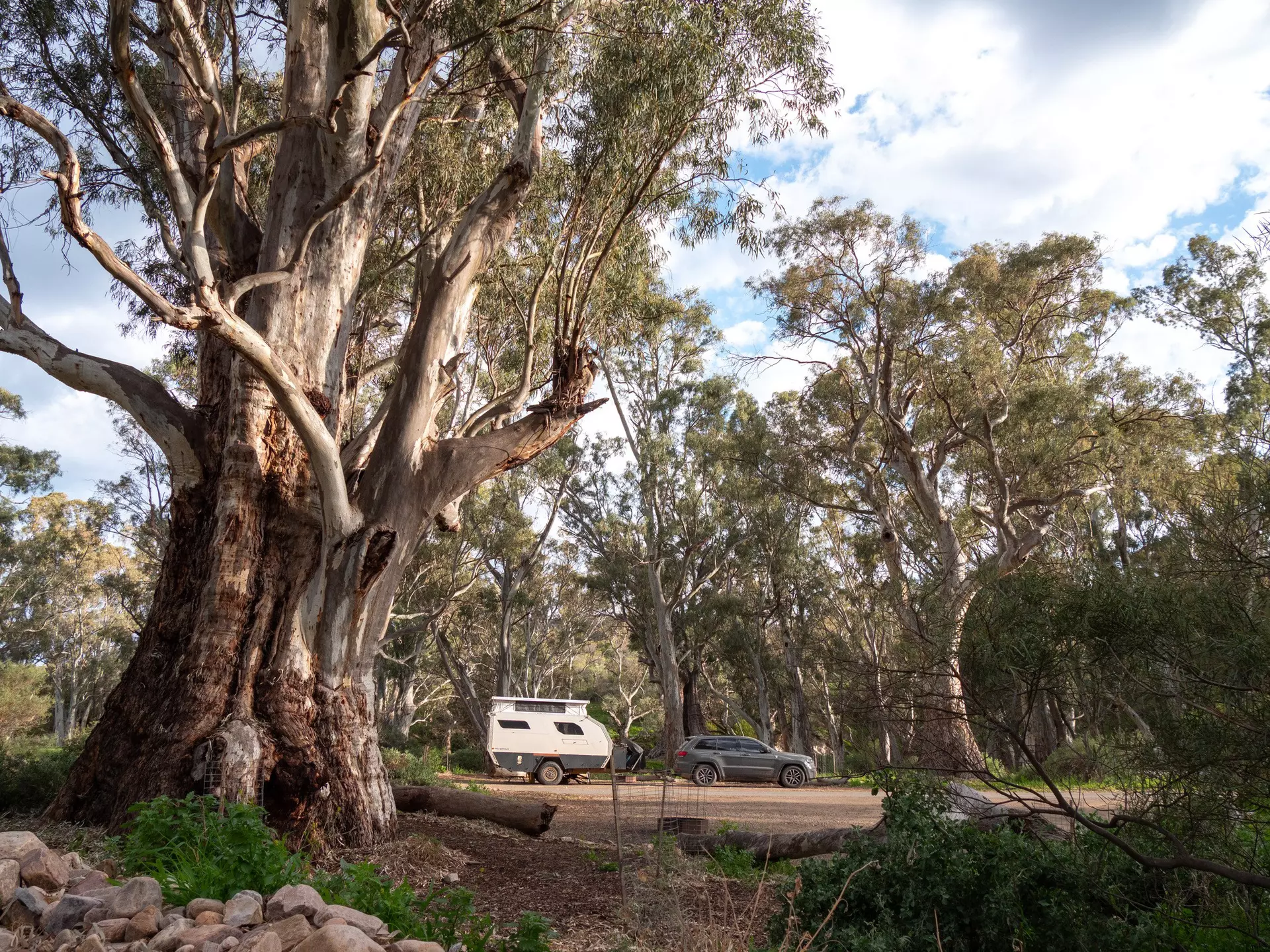 Mambray Creek Campground with a caravan and 4WD parked beneath towering river red gums in Mount Remarkable National Park. Taken September 2025.