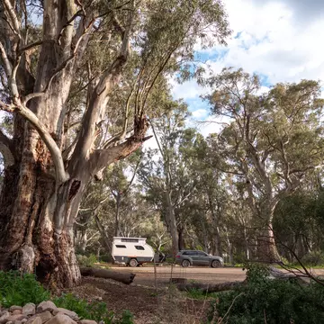 Mambray Creek Campground with a caravan and 4WD parked beneath towering river red gums in Mount Remarkable National Park. Taken September 2025.