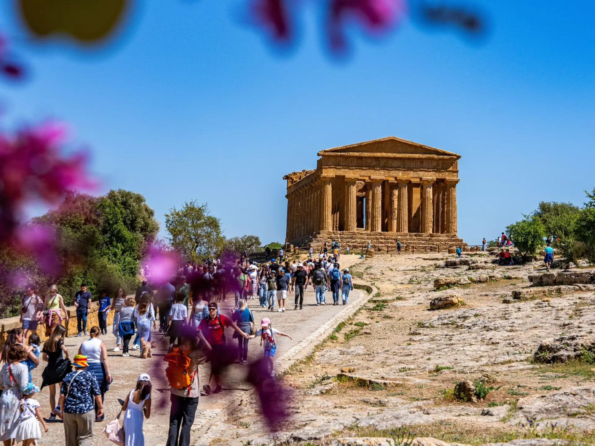Crowds walk along a path toward an ancient Greek temple. Blurry blossoms frame the image.