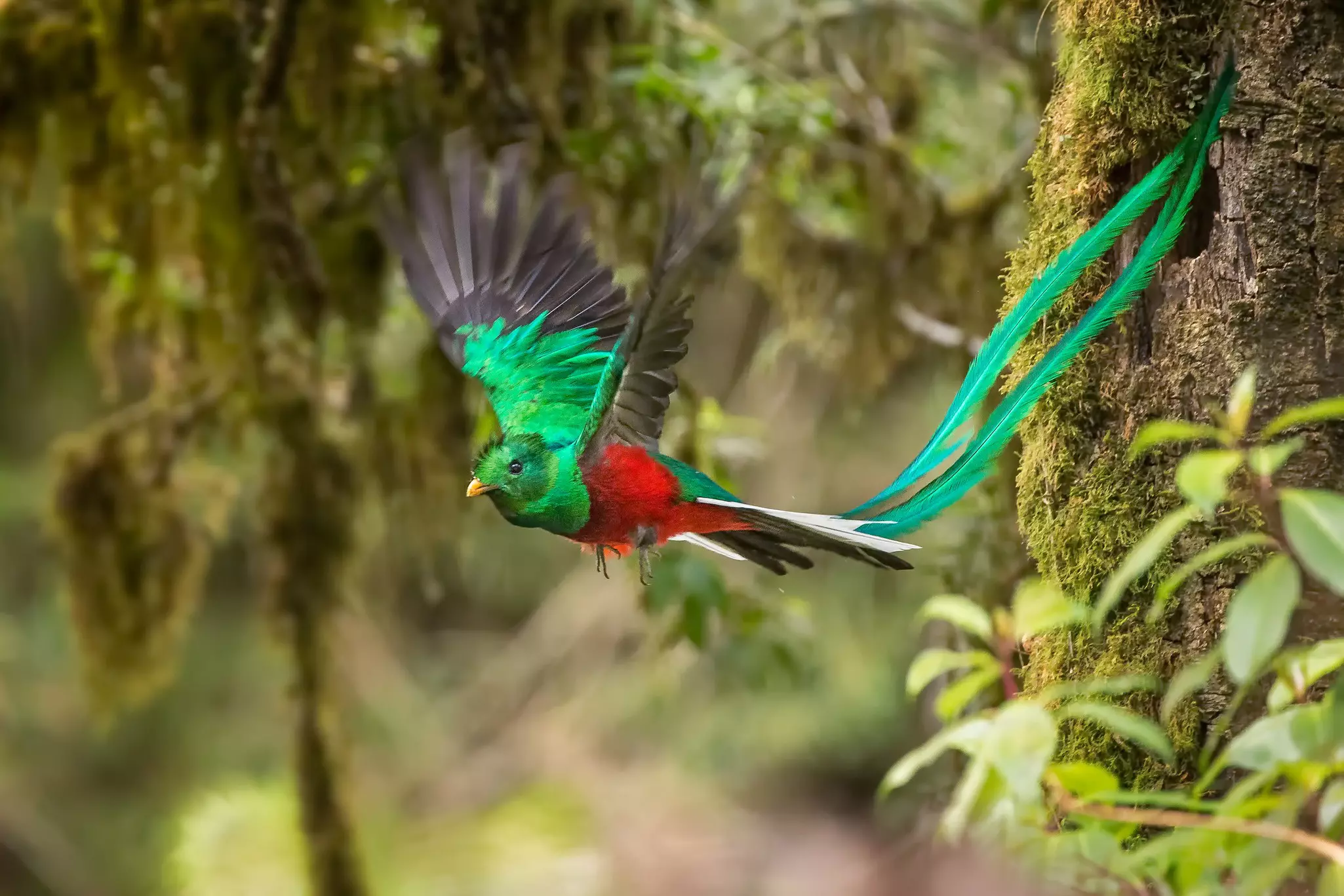 A green and red bird -- a resplendent quetzal -- with long green tail feathers flying mid-air