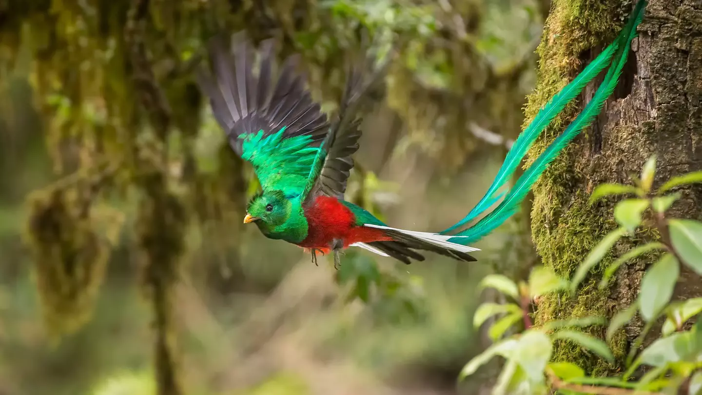 A green and red bird -- a resplendent quetzal -- with long green tail feathers flying mid-air