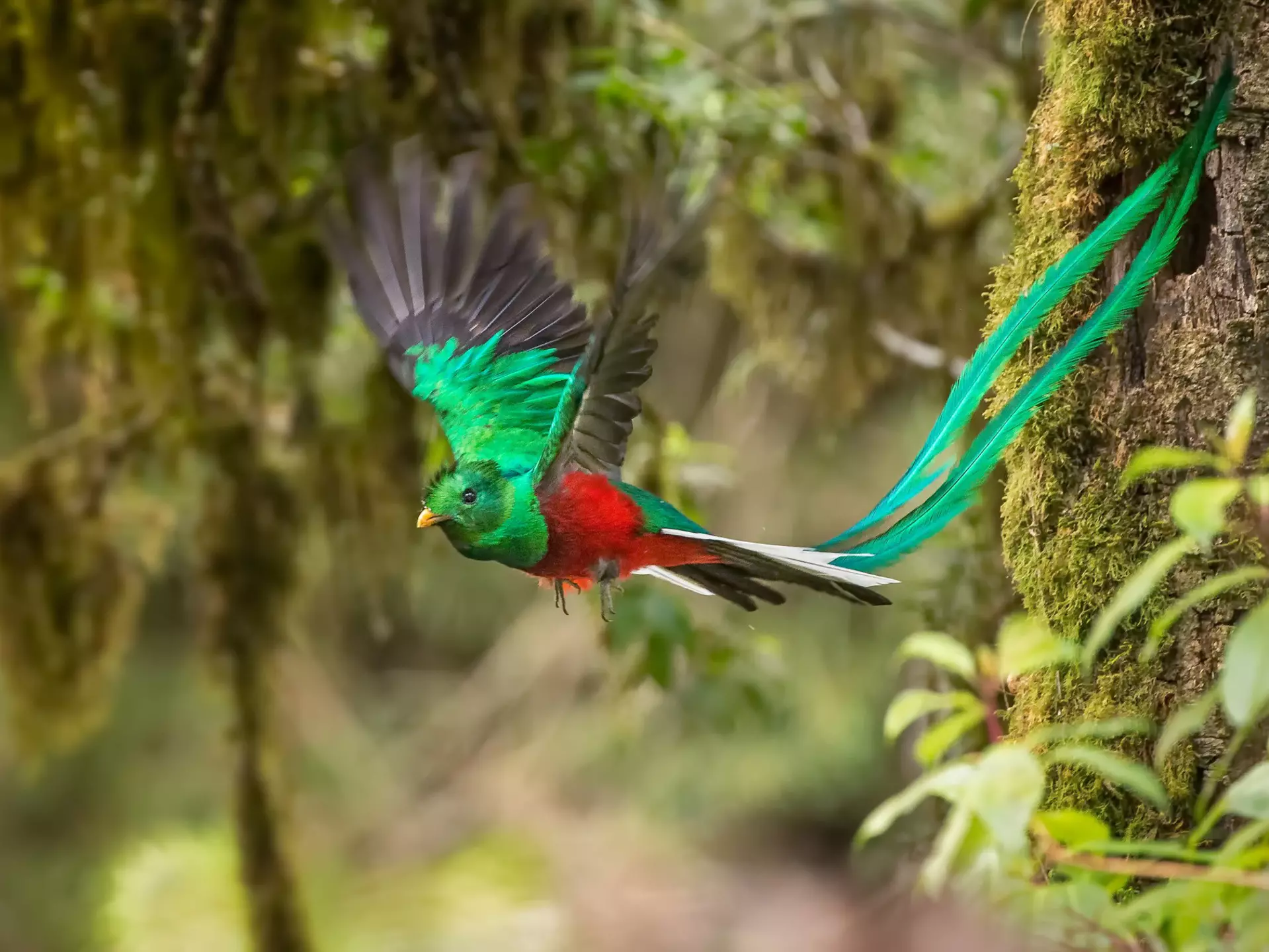 A green and red bird -- a resplendent quetzal -- with long green tail feathers flying mid-air