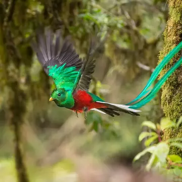 A green and red bird -- a resplendent quetzal -- with long green tail feathers flying mid-air