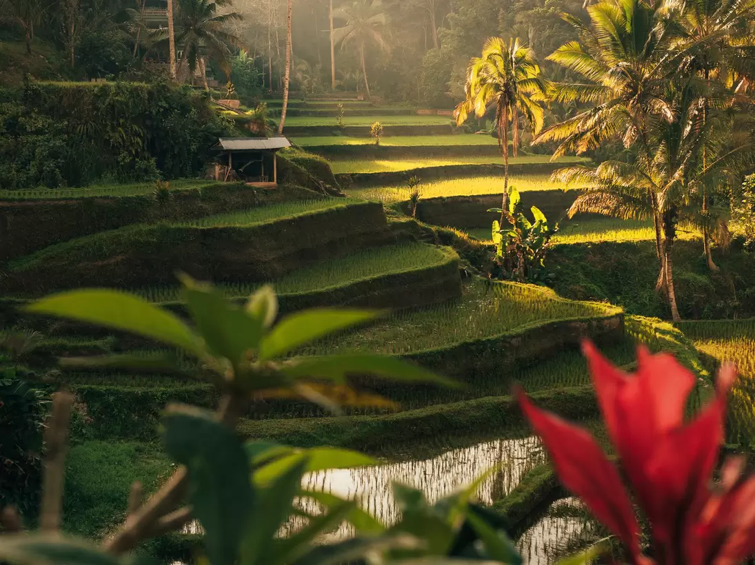 Sunrise at Tegalalang Rice Terraces from Bali, Indonesia, License Type: media, Download Time: 2025-03-01T18:53:44.000Z, User: Ppeterson948, Editorial: false, purchase_order: 56530 - Guidebooks, job: Global Publishing WIP , client: Global Publishing WIP , other: Pia Peterson Haggarty