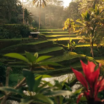 Sunrise at Tegalalang Rice Terraces from Bali, Indonesia, License Type: media, Download Time: 2025-03-01T18:53:44.000Z, User: Ppeterson948, Editorial: false, purchase_order: 56530 - Guidebooks, job: Global Publishing WIP , client: Global Publishing WIP , other: Pia Peterson Haggarty