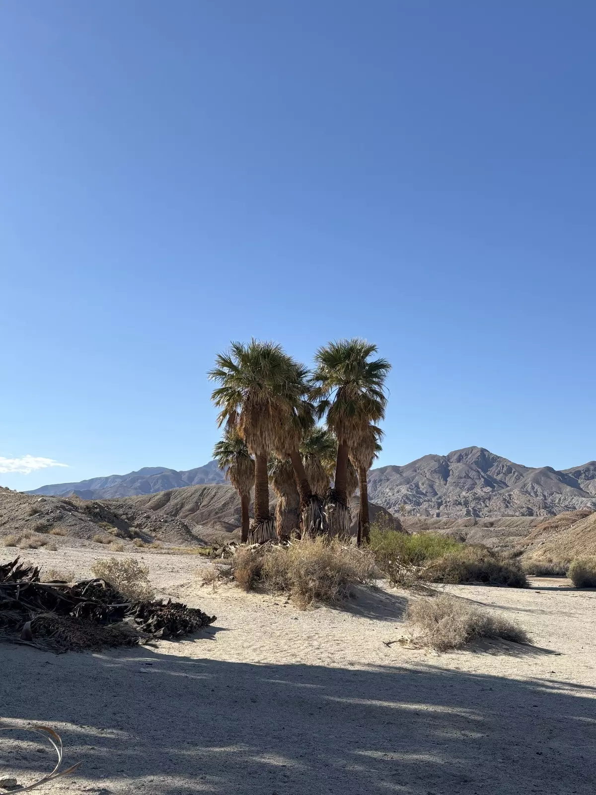A cluster of palm trees on sandy ground with mountains and a blue sky in the background