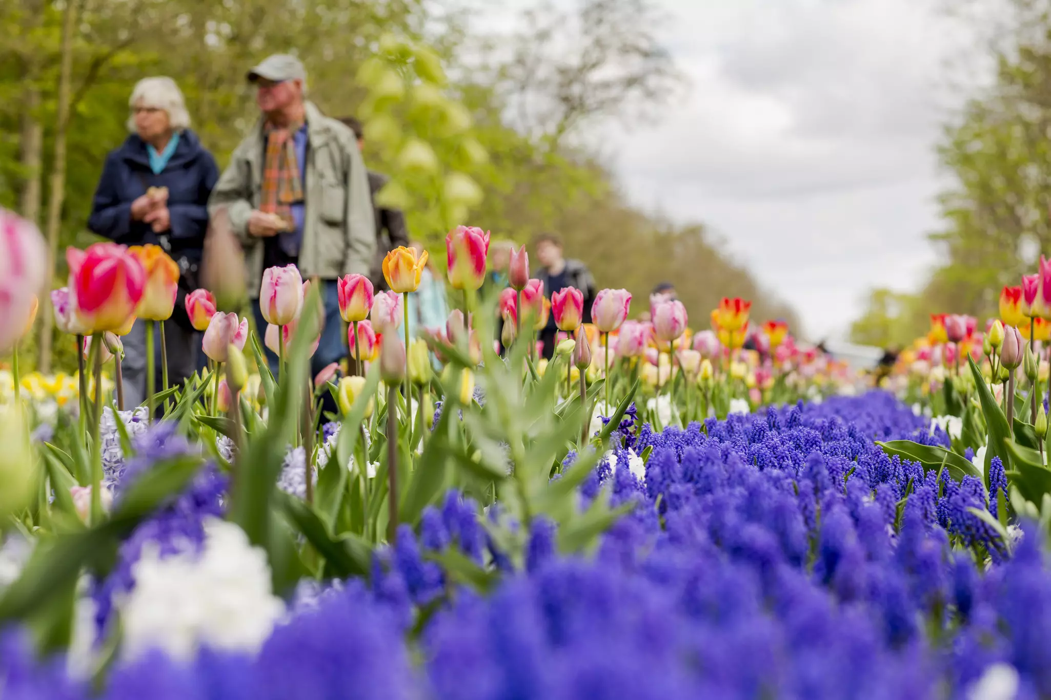 Rows of multicolored tulips and purple flowers