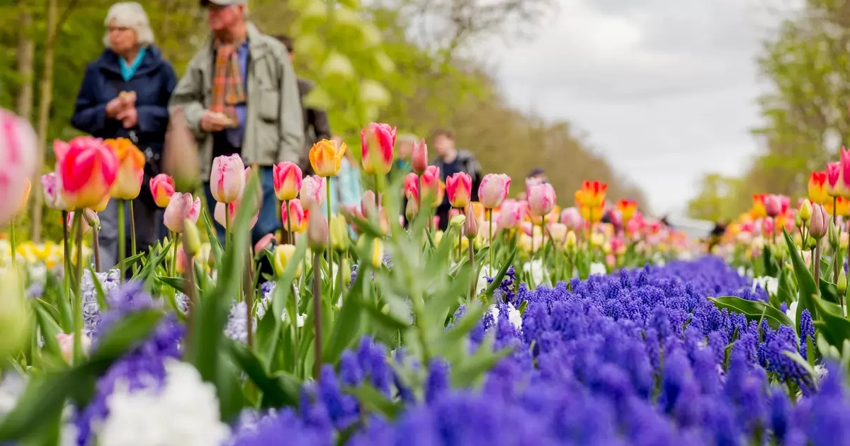 Where to see the most incredible spring flower displays in Europe ...