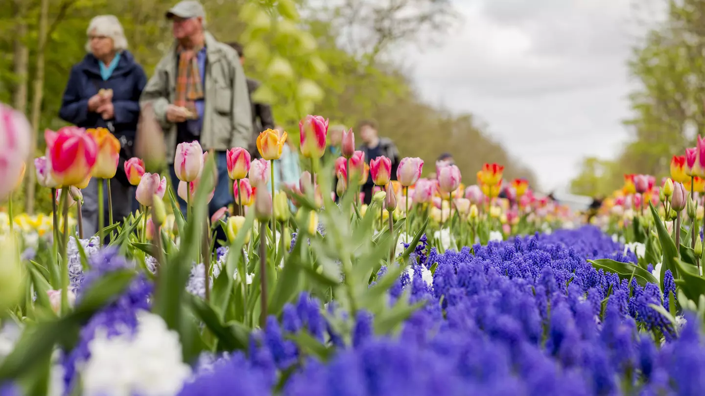 Keukenhof Gardens, the largest flower garden in the world