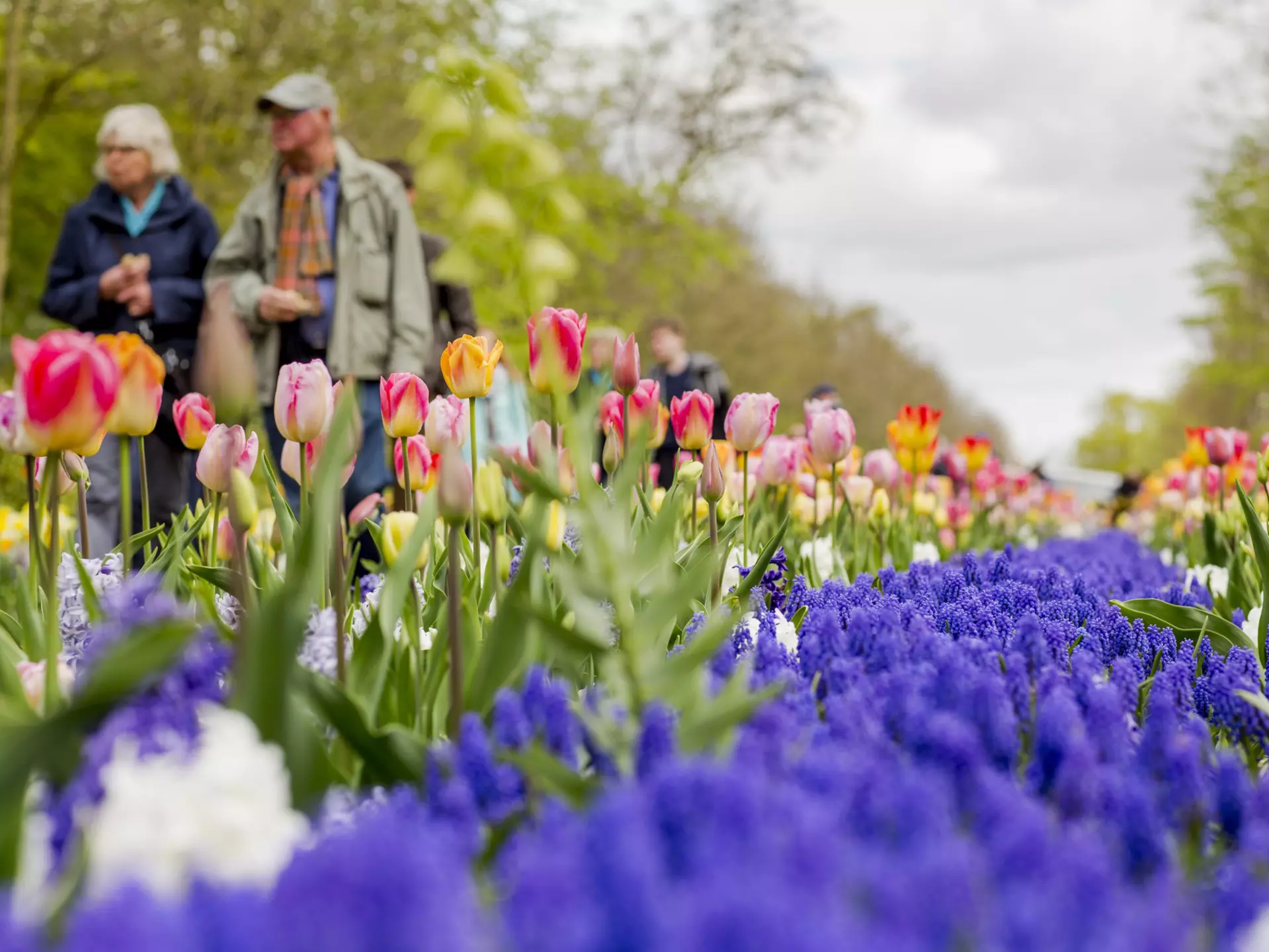 Keukenhof Gardens, the largest flower garden in the world