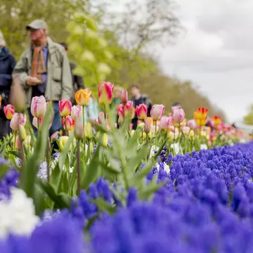 Keukenhof Gardens, the largest flower garden in the world