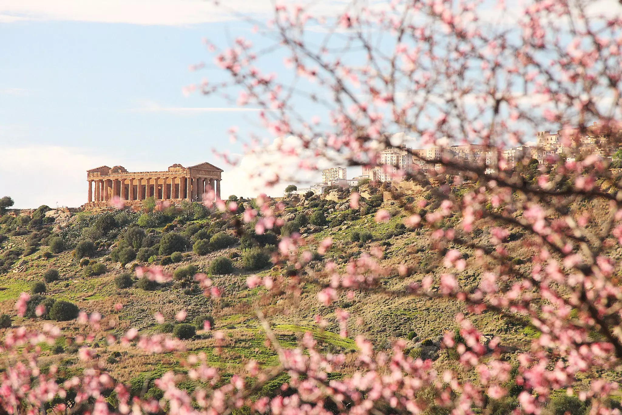 A tree blooms pink in the spring in front of a large ancient hilltop temple.