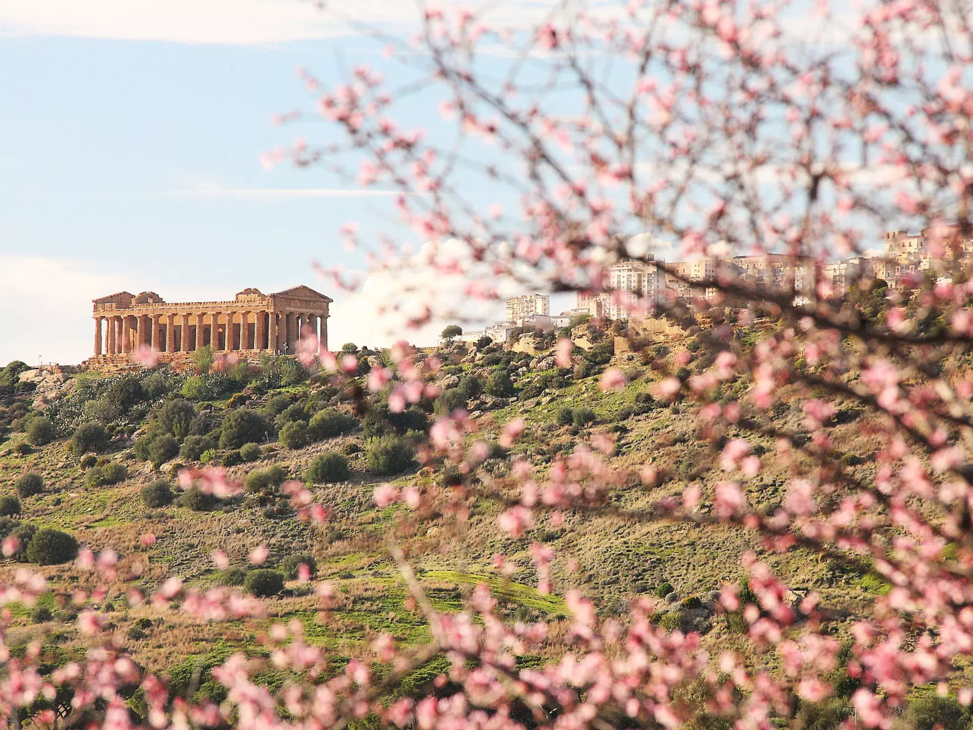 A tree blooms pink in the spring in front of a large ancient hilltop temple.