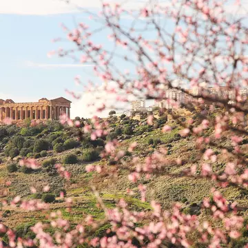 A tree blooms pink in the spring in front of a large ancient hilltop temple.
