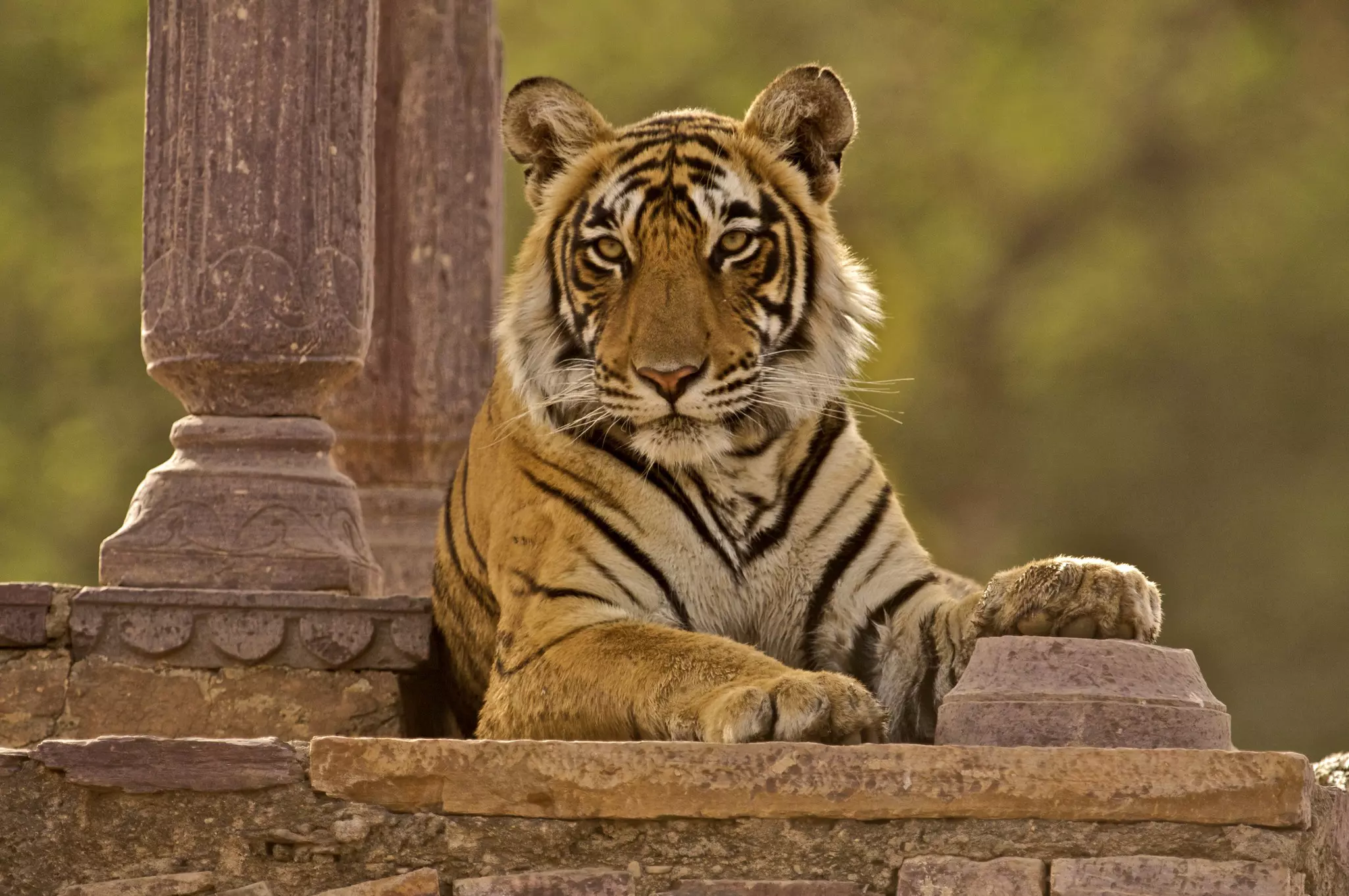 Ranthambore National Park contains both tigers and temple ruins © Aditya Singh / Getty Images